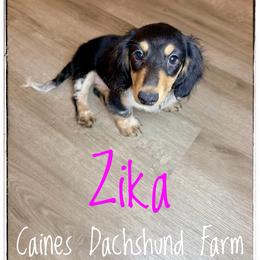 Zika - Piebald female Dachshund puppy in Cincinnati, Ohio from Caines Dachshund Farm