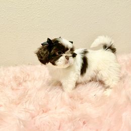 Shih Tzu Puppies from NC Stellar Puppies