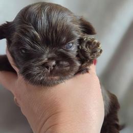 Rolo - Chocolate male Shih Tzu puppy in Jenks, Oklahoma from Northstar Shih Tzu