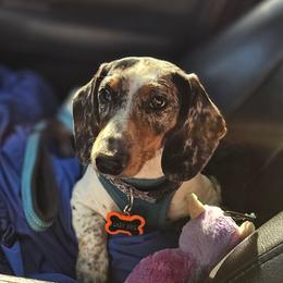 Lady bird or Laylay - Dachshund