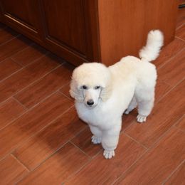 Poodle Puppies from D and D Standard Poodles