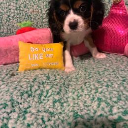 Alyssa - Tri-color female Cavalier King Charles Spaniel puppy in Tacoma, Washington from Cherilym Gumm's Cavalier King Charles Spaniel