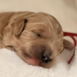 Theo - Red  male Goldendoodle puppy in Boise, Idaho from Goldendoodle Baby