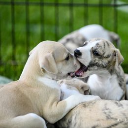 Whippet Puppies from Winstar Whippets