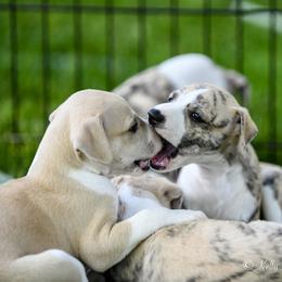 Whippet Puppies from Winstar Whippets
