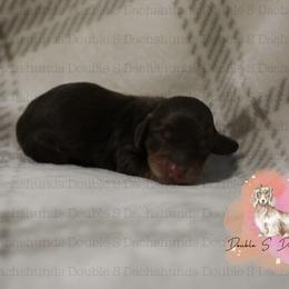 Clark - Chocolate and tan male Dachshund puppy in Timpson, Texas from Double S Kennel