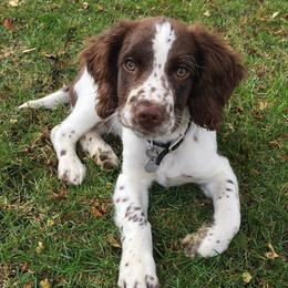 English Springer Spaniels from 404 KENNELS