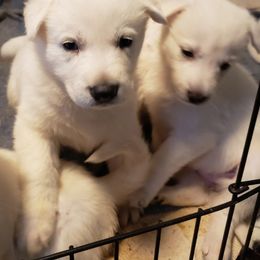 German Shepherd Puppies from Finch's German Shepherds