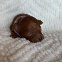 Lavender collar - Red  female Poodle puppy in Perris, California from Our Poodiful Life