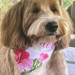 Seventh Heaven's Molly - Goldendoodle