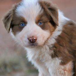 Loaf - Red tri-color male Australian Shepherd puppy in Tuscola, Texas from Rockin D Ranch
