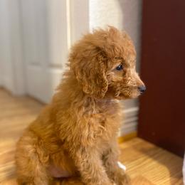 Cole - Apricot male Goldendoodle puppy in Bentonville, Arkansas from Bentonville Doodles
