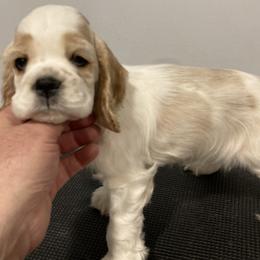Girl 5 - Red and white female Cocker Spaniel puppy in Rising Sun, Maryland from Palmtree Cockers