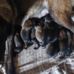 Schmacle Brack - Red sable male Belgian Malinois puppy in Elizabethton, Tennessee from Forever Family K9