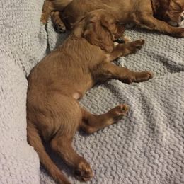 Cavalier King Charles Spaniels from Cherilym Gumm's Cavalier King Charles Spaniel