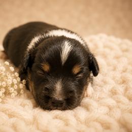 Olympia - Black tri female Miniature Australian Shepherd puppy in Macomb, Missouri from Show Me MO Aussies