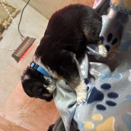 Light blue male - Panda male German Shepherd puppy in Columbiana County, Ohio from Das Müller Hund Haus