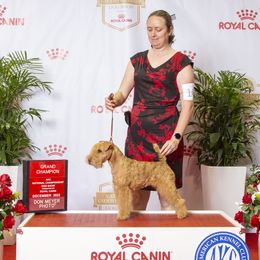 May - Lakeland Terrier