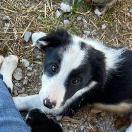 Ace - ABCA Reg. - Black and white male Border Collie puppy in Shawnee, Oklahoma from Cross K Working Collies - Pure Bred Border Collies