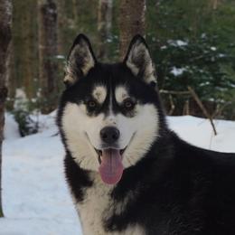 Imogen - Siberian Husky