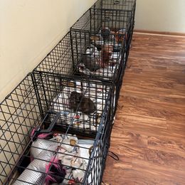 Dachshund Puppies from Remarkable Doxies