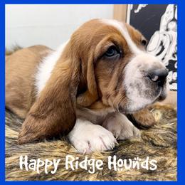 Grover - male Basset Hound puppy in Mebane, North Carolina from Happy Ridge Hounds