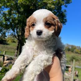 Chestnut - Blenheim male Cavapoo puppy in Bloomfield, New York from Campbell Cavapoos