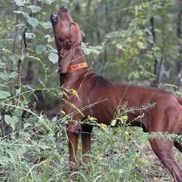 Rusty - Redbone Coonhound