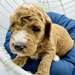 Goldendoodle and Poodle Puppies from New Moon Farm Canines