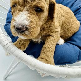 Goldendoodle and Poodle Puppies from New Moon Farm Canines