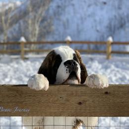 Saint Bernard Puppies from Thunder Keg St. Bernards