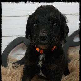 Porky - Black tri-color male Aussiedoodle puppy in Farley, Iowa from Iowa's Doodle Co.
