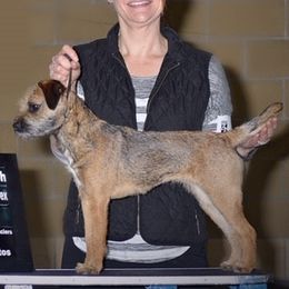 Border Terriers from Wendi Donaldson