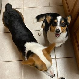 Pembroke Welsh Corgis from Sweet Magnolia Farms