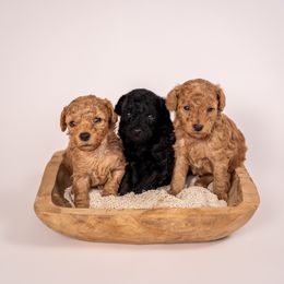 Maltipoo and Poodle Puppies from Little Toy Poodles