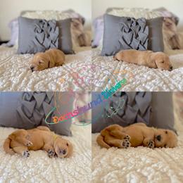 Dachshund Puppies from Dachshund Universe
