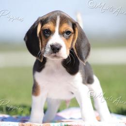 AKC 'Pauly' - Black tan and white male Beagle puppy in Lamar, Missouri from Marti Acres ~ Boston Terrier & Beagles
