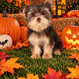 Heath - Chocolate and tan male Yorkshire Terrier puppy in Flowood, Mississippi from Prissy PawPals