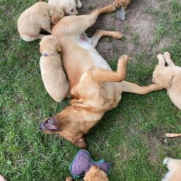 Double Doodle and Goldendoodle Puppies from Badgerland Goldendoodles