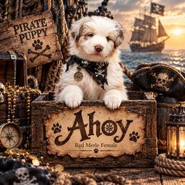 Ahoy - Red merle female Australian Shepherd puppy in Wheatland, Wyoming from Jorvik Australian Shepherds