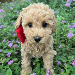 Red Collar - female Cavapoochon puppy in Waterford, California from Windy Hill Doodles