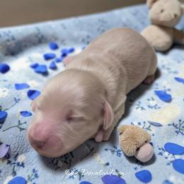 Ezra - Cream male Dachshund puppy in Oklahoma City, Oklahoma from OkieDoxieland Dachshunds