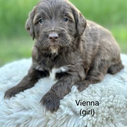 Vienna - Chocolate Goldendoodle puppy in Colorado Springs, Colorado from Shining Star Doodles