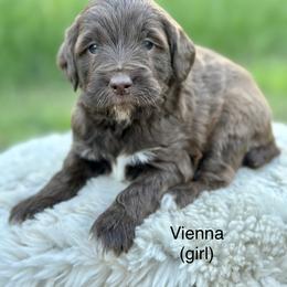 Vienna - Chocolate Goldendoodle puppy in Colorado Springs, Colorado from Shining Star Doodles
