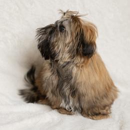 Shih Tzu Puppies from Good Lil Shih Tzu