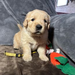 Yellow collar girl - Light golden Golden Retriever puppy in Otis Orchards, Washington from Sunlite Golden Retrievers