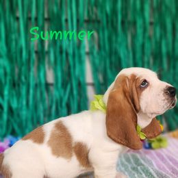Summer - Lemon and white female Basset Hound puppy in Romance, Arkansas from Twin Creek Acres