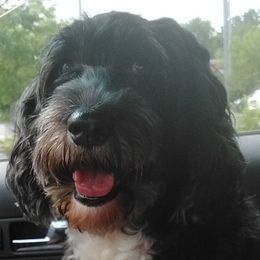 Lily - Portuguese Water Dog