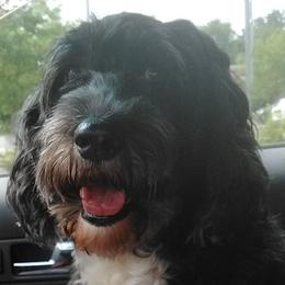 Lily - Portuguese Water Dog