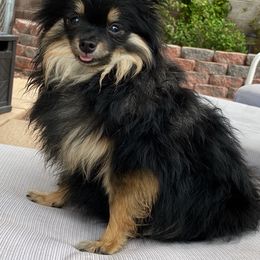 Pomeranians from Precious Paradise Pom's